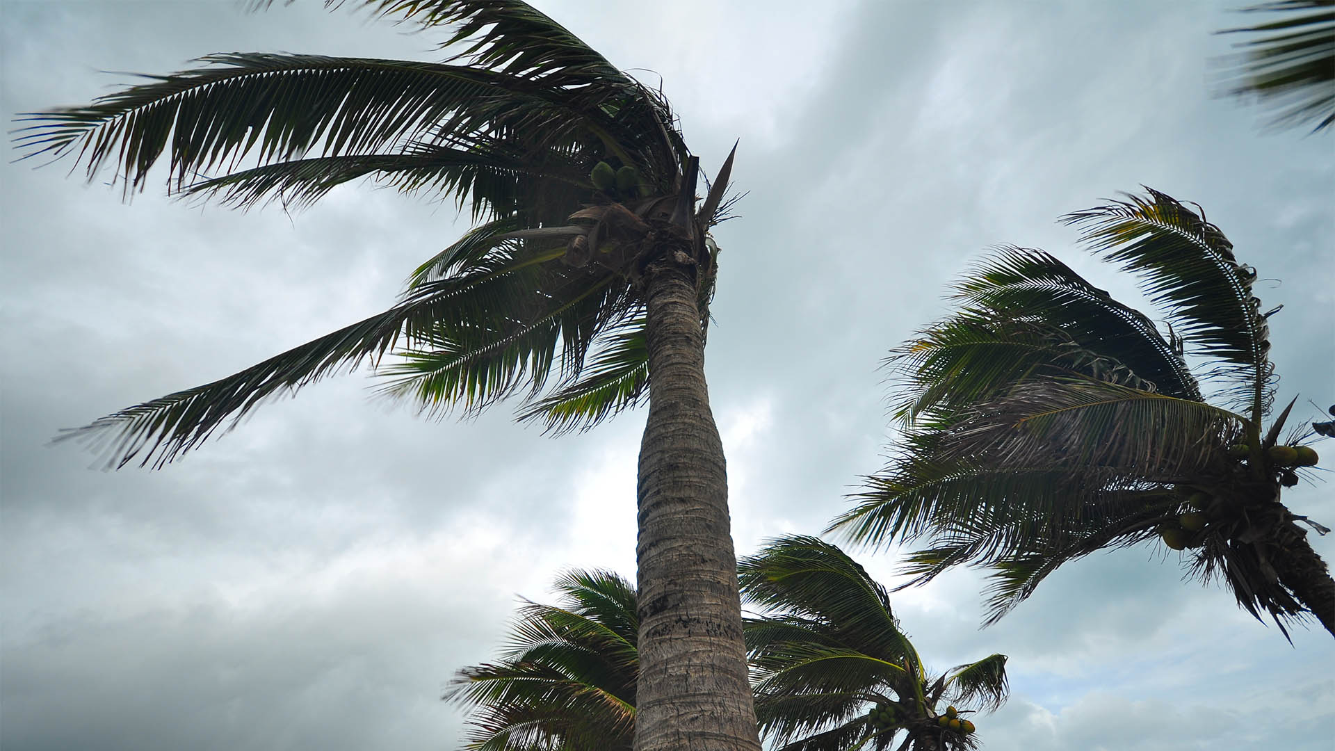 Tropical Storm Idalia Headed to Florida